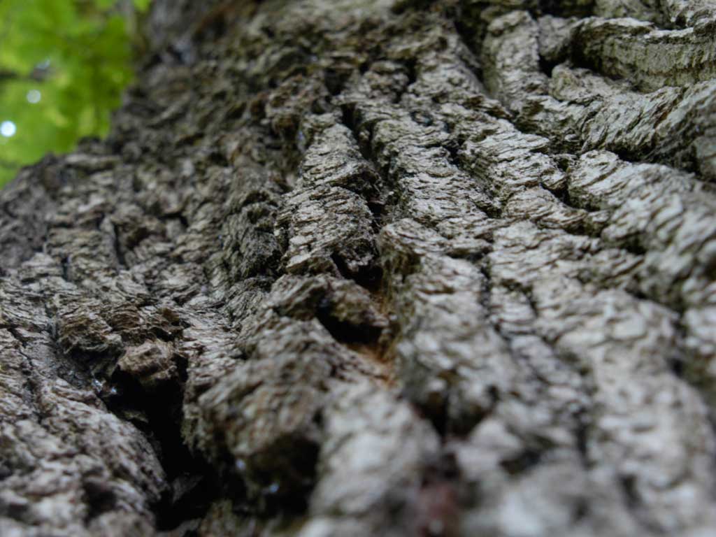 Migrations - Calling Tree